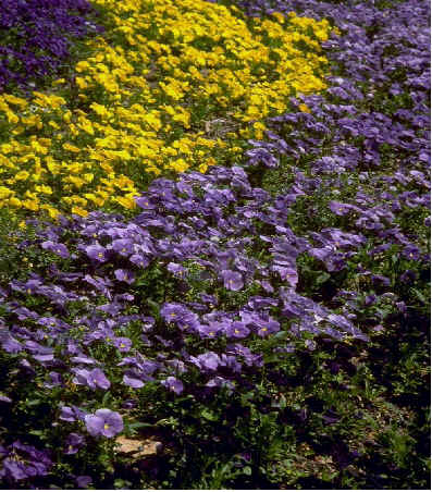 Purple and yellow flowers